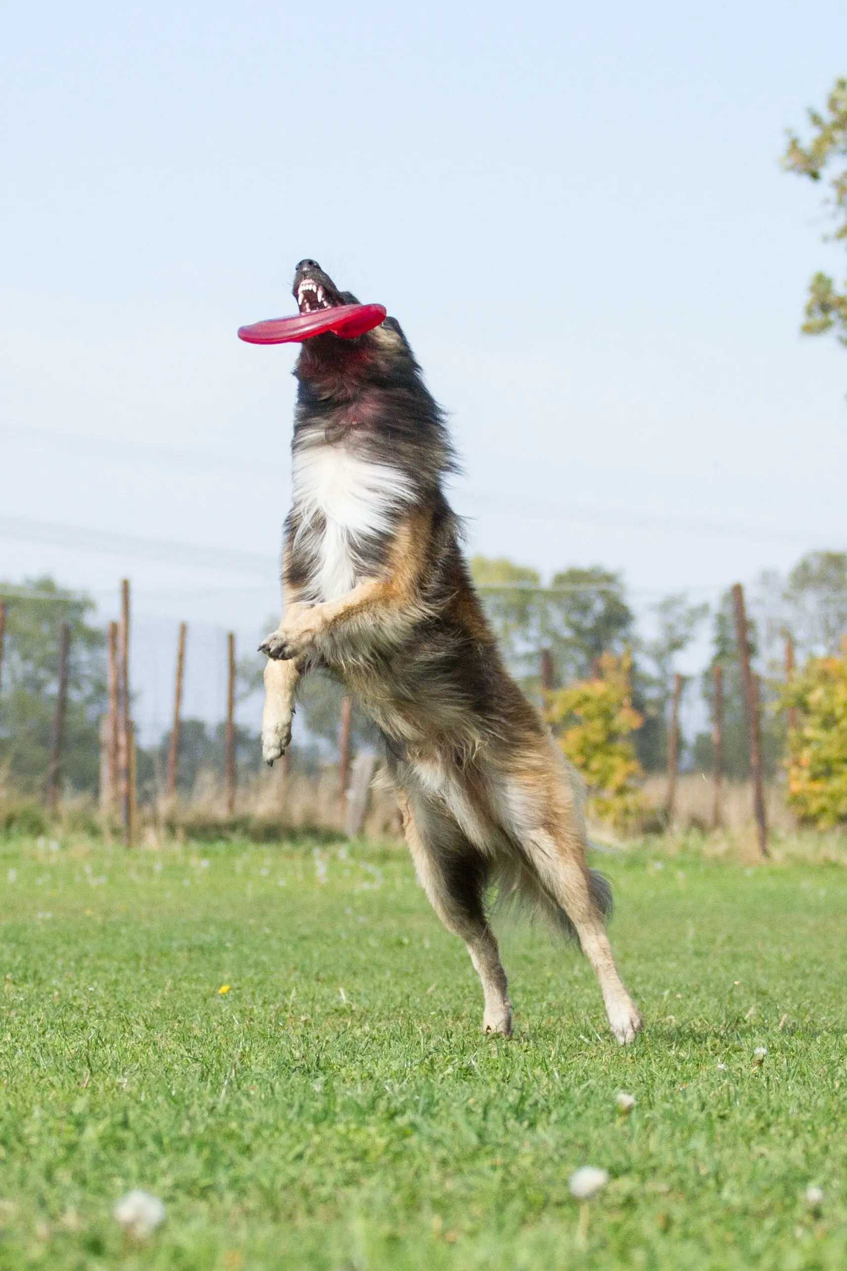 Frisbee