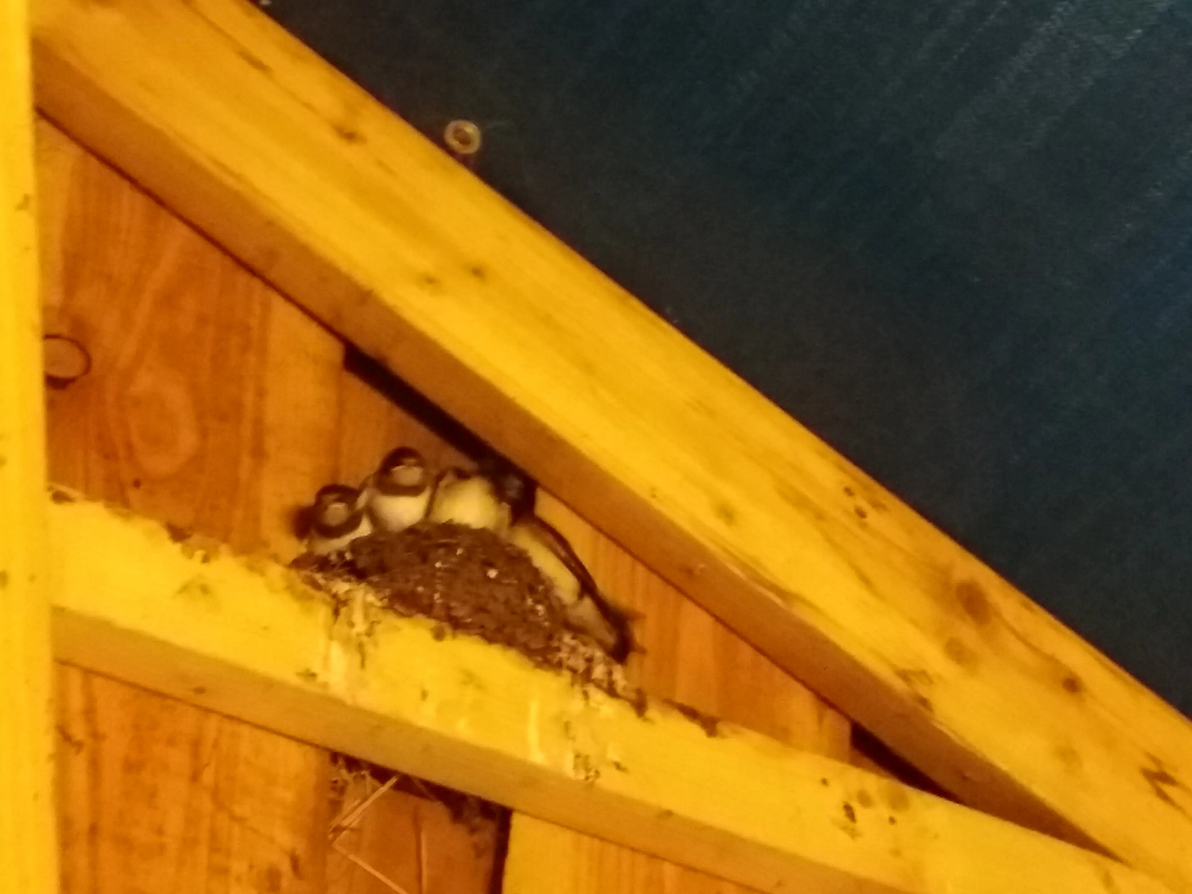 Weet je dat zwaluwmannetjes altijd 3 weken eerder terug zijn dan de vrouwtujes? Zij beginnen vast om het nest van vorig jaar te repareren.