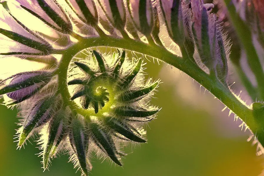 43390551_1864321543617602_7745209160186200064_n.jpg